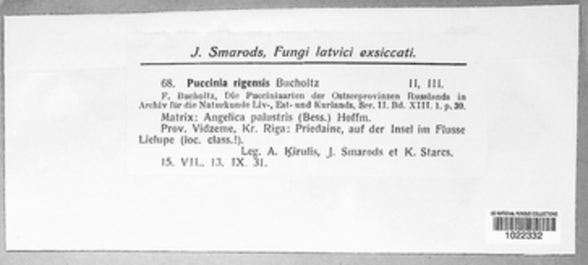 Puccinia rigensis image